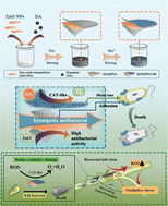 Graphical abstract: Synthesis of organic–inorganic hybrid nanocomposites modified by catalase-like catalytic sites for the controlling of kiwifruit bacterial canker