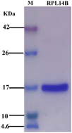 Graphical abstract: Biomimetic synthesis of RPL14B-based CdSe quantum dots for the detection of heavy metal copper ions