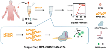 Graphical abstract: Detection of monkeypox virus based on a convenient and sensitive single-step RPA-CRISPR/Cas12a strategy