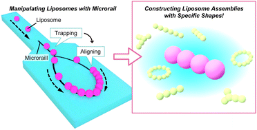 Graphical abstract: Microrail-assisted liposome trapping and aligning in microfluidic channels
