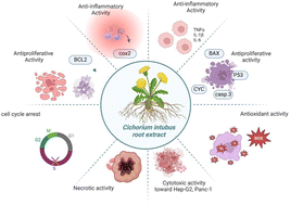 Graphical abstract: Unveiling the multifaceted antiproliferative efficacy of Cichorium endivia root extract by dual modulation of apoptotic and inflammatory genes, inducing cell cycle arrest, and targeting COX-2