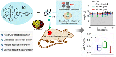 Graphical abstract: Evaluation of multi-target iridium(iii)-based metallodrugs in combating antimicrobial resistance and infections caused by Staphylococcus aureus