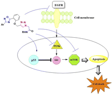 Graphical abstract: Targeting EGFR/PI3K/AKT/mTOR signaling in lung and colon cancers: synthesis, antitumor evaluation of new 1,2,4-oxdiazoles tethered 1,2,3-triazoles