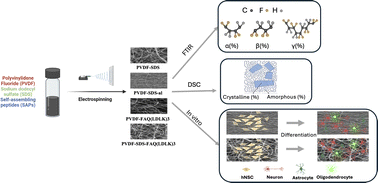 Graphical abstract: Biomimetic electrospun PVDF/self-assembling peptide piezoelectric scaffolds for neural stem cell transplantation in neural tissue engineering