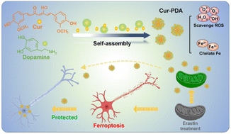 Graphical abstract: Curcumin–polydopamine nanoparticles alleviate ferroptosis by iron chelation and inhibition of oxidative stress damage