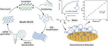 Graphical abstract: Selection, characterization, and biosensing applications of DNA aptamers targeting cyanotoxin BMAA