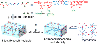 Graphical abstract: Injectable, self-healing and degradable dynamic hydrogels with tunable mechanical properties and stability by thermal-induced micellization