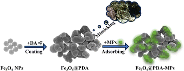 Graphical abstract: Corals-inspired magnetic absorbents for fast and efficient removal of microplastics in various water sources