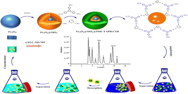 Graphical abstract: The determination of 11 sulfonamide antibiotics in water and foods by developing a N-rich magnetic covalent organic framework combined with ultra-high performance liquid chromatography-tandem mass spectrometry