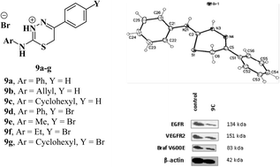 Graphical abstract: Convenient synthesis and X-ray determination of 2-amino-6H-1,3,4-thiadiazin-3-ium bromides endowed with antiproliferative activity