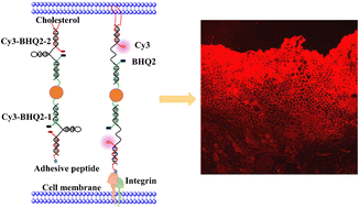 Graphical abstract: Fluorescent probe for imaging intercellular tension: molecular force approach