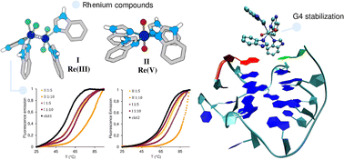 Graphical abstract: Two rhenium compounds with benzimidazole ligands: synthesis and DNA interactions