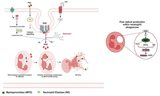 Graphical abstract: NADPH oxidase-dependent free radical generation and protein adduct formation in neutrophils