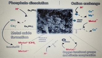 Graphical abstract: Synergistic effects (adsorption and biodegradation) of Streptomyces hydrogenans immobilization on nano-reed biochar for further application in upflow anaerobic sludge blanket