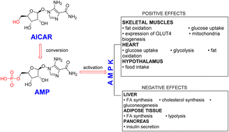 Graphical abstract: Quantification of AICAR and study of metabolic markers after administration