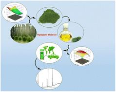 Graphical abstract: Optimization of culture conditions of Scenedesmus sp. algae and catalytic performance of a NiFe2O4@SiO2/MgO magnetic nano-catalyst for biodiesel production