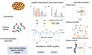 Graphical abstract: Evaluating the capability of soybean peptides as calcium ion carriers: a study through sequence analysis and molecular dynamics simulations