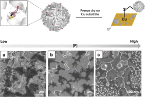 Graphical abstract: Ferritin cages as building blocks for higher-order assembly through copper–sulfur bonds for HER analysis