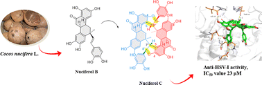 Graphical abstract: Nuciferol C, a new sesquineolignan dimer from Cocos nucifera L.: bioactivity and theoretical investigation