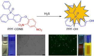 Graphical abstract: A novel fluorescent probe with a phosphofluorene molecular structure for selective detection of hydrogen sulfide in living cells