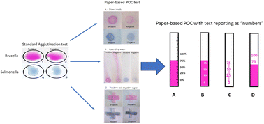 Graphical abstract: Quantitative and equipment-free paper-based agglutination assay of bacterial cells
