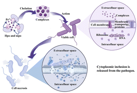 Graphical abstract: Synthesis, antimicrobial activity and application of polymers of praseodymium complexes based on pyridine nitrogen oxide