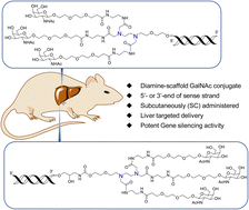 Graphical abstract: Novel diamine-scaffold based N-acetylgalactosamine (GalNAc)–siRNA conjugate: synthesis and in vivo activities