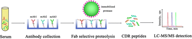 Graphical abstract: Simultaneous quantification of co-administered trastuzumab and pertuzumab in serum based on nano-surface and molecular-orientation limited (nSMOL) proteolysis