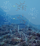 Graphical abstract: Chlorine-containing polyacetoxybriarane diterpenoids from the octocoral Junceella fragilis