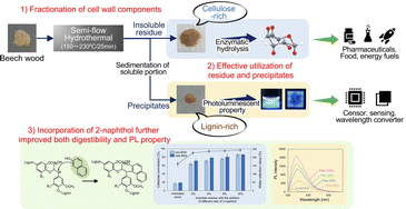 Graphical abstract: Fractionation of beech wood cell walls into digestible cellulose-rich residues and photoluminescent lignin-rich precipitates via semi-flow hot-compressed water treatment with 2-naphthol