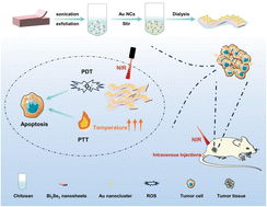 Graphical abstract: Ultra small gold nanoclusters supported on two-dimensional bismuth selenium nanosheets for synergistic photothermal and photodynamic tumor therapy