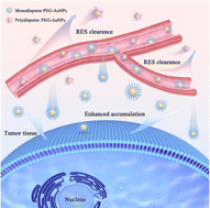 Graphical abstract: Impacts of polyethylene glycol (PEG) dispersity on protein adsorption, pharmacokinetics, and biodistribution of PEGylated gold nanoparticles