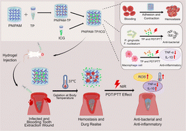 Graphical abstract: A multifunctional thermosensitive hydrogel based on phototherapy for promoting the healing of dental extraction wounds