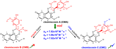 Graphical abstract: Computational assessment of the radical scavenging activity of cleomiscosin