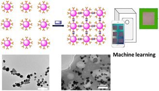 Graphical abstract: Biogenic fabrication of a gold nanoparticle sensor for detection of Fe3+ ions using a smartphone and machine learning