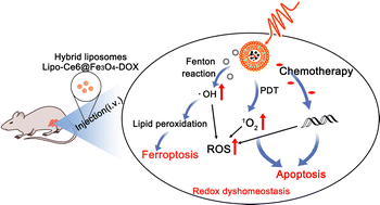 Graphical abstract: Disrupting redox homeostasis for tumor therapy based on PDT/chemo/ferroptosis therapeutic hybrid liposomes