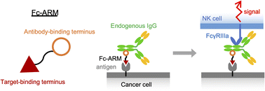 Graphical abstract: The effect of Fc region affinity of protein-based antibody-recruiting molecules on antibody-dependent cellular cytotoxicity