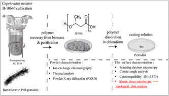 Graphical abstract: Topography hierarchy of biocompatible polyhydroxyalkanoate film