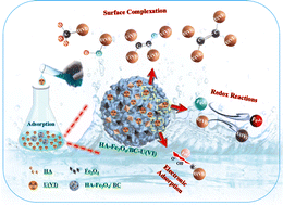 Graphical abstract: Performance and mechanism of U(vi) removal from solution by humic acid-coated Fe3O4 nanoparticle-modified biochar from filamentous green algae