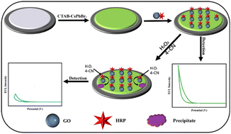 Graphical abstract: Perovskite-based electrochemiluminescence analysis of H2O2