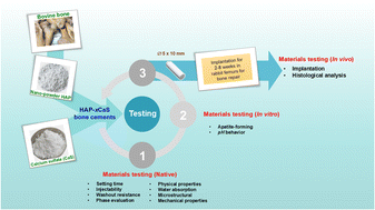 Graphical abstract: Enhancing bioactivity and mechanical performances of hydroxyapatite–calcium sulfate bone cements for bone repair: in vivo histological evaluation in rabbit femurs