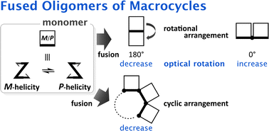 Graphical abstract: Study of optical rotation based on the molecular structure in fused oligomers of macrocycles