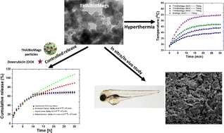 Graphical abstract: Evaluation of magnetic hyperthermia, drug delivery and biocompatibility (bone cell adhesion and zebrafish assays) of trace element co-doped hydroxyapatite combined with Mn–Zn ferrite for bone tissue applications