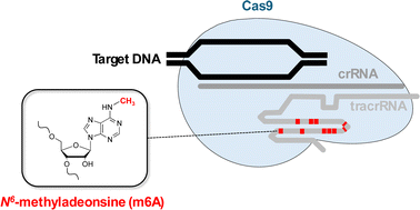 Graphical abstract: The positional and numerical effect of N6-methyladenosine in tracrRNA on the DNA cleavage activity of Cas9