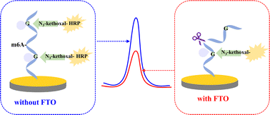 Graphical abstract: Electrochemical detection of FTO with N3-kethoxal labeling and MazF cleavage
