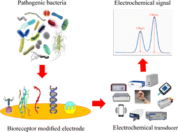 Graphical abstract: Bioreceptor modified electrochemical biosensors for the detection of life threating pathogenic bacteria: a review