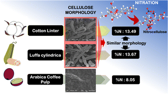 Graphical abstract: Selecting appropriate cellulose morphology to enhance the nitrogen content of nitrocellulose