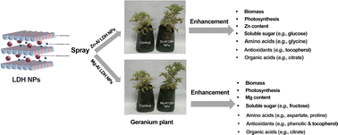 Graphical abstract: Zn–Al and Mg–Al layered double hydroxide nanoparticles improved primary and secondary metabolism of geranium plants