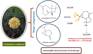 Graphical abstract: Chemical composition and toxicity studies on Lantana camara L. flower essential oil and its in silico binding and pharmacokinetics to superoxide dismutase 1 for amyotrophic lateral sclerosis (ALS) therapy