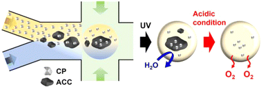 Graphical abstract: Fabrication of oxygen-releasing dextran microgels by droplet-based microfluidic method